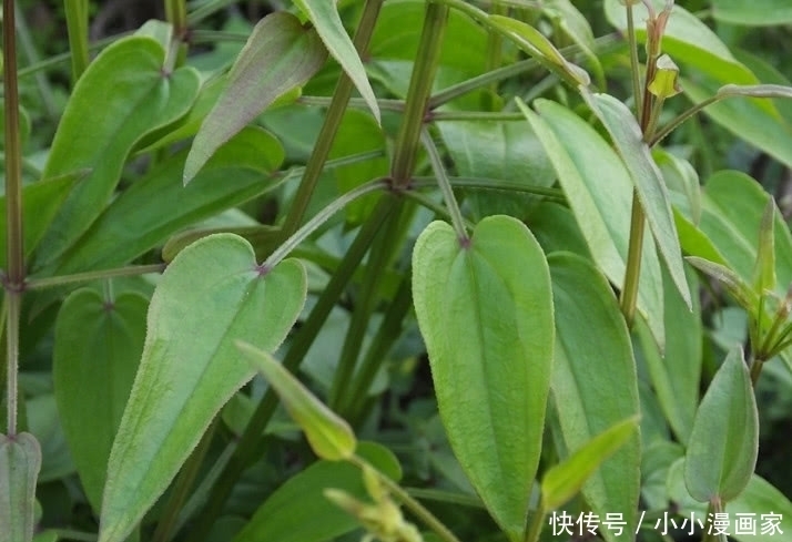 它是人人称赞的“活血丹”,价值宝贵得珍惜,若见着还请保护好