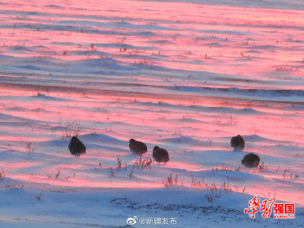 托里|新疆托里：好呆萌！灰山鹑雪地埋头觅食