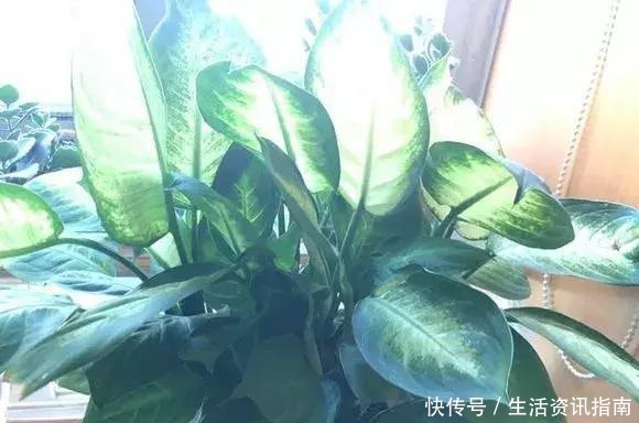 这些植物“爱喝酒”,每天一小杯,一年肥料钱都省下好几百!