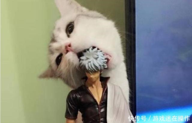 打破|一只猫打破了次元壁,这才是玩手办的新高度