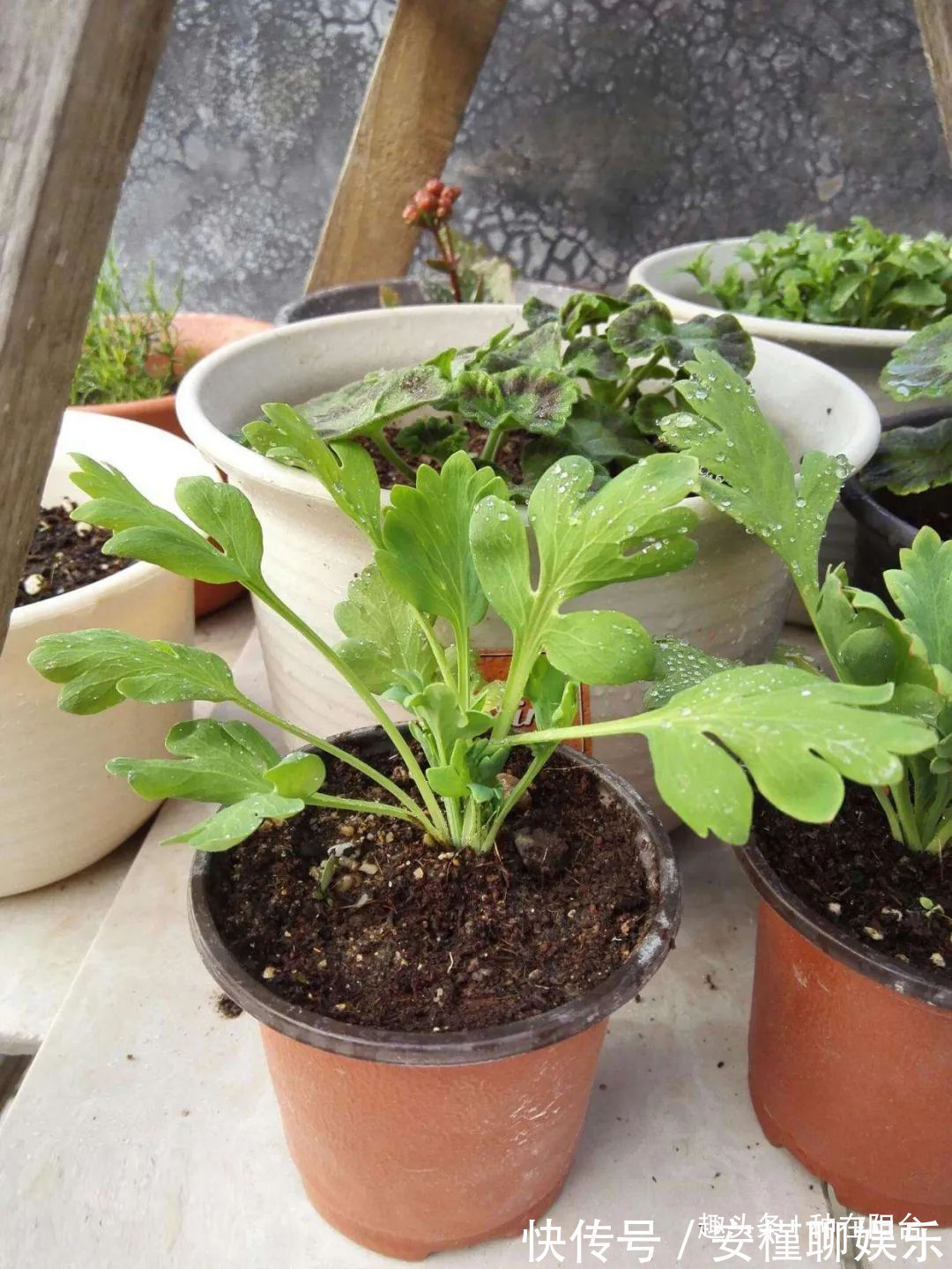 硫化氢|“舞草”虞美人,当微风拂过阳台,它如同飞舞的彩蝶栩栩如生!