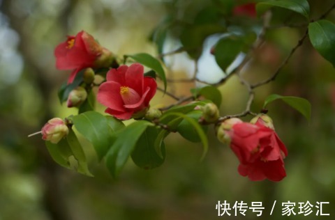 花信風&一杯一盞品年芳,一岁一斛渡良辰。