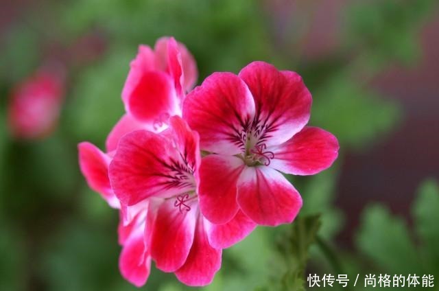 她家只养一种花，一年四季有花赏，原因是做好了四件事！