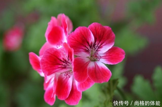 她家只养一种花,一年四季有花赏,原因是做好了四件事!