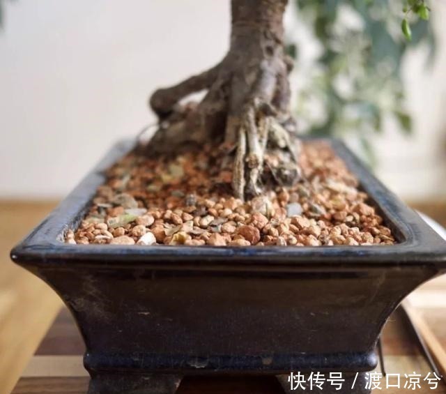 铁丝|养几年的盆景植物在早春的时候没有移栽，那真是亏大了！