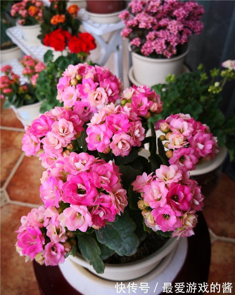 适合10月扦插的“5种花”,喜欢不要花钱买,几根枝条就能插一盆