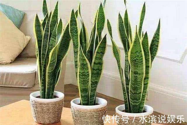 毛根|无根“虎皮兰”,上盆简单,2样东西一掺,毛根嗖嗖长,叶子高大