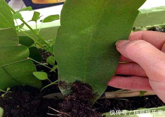 下头|一棵仙人掌,开出“大荷花”,插一根枝条,上头下头都“冒根”