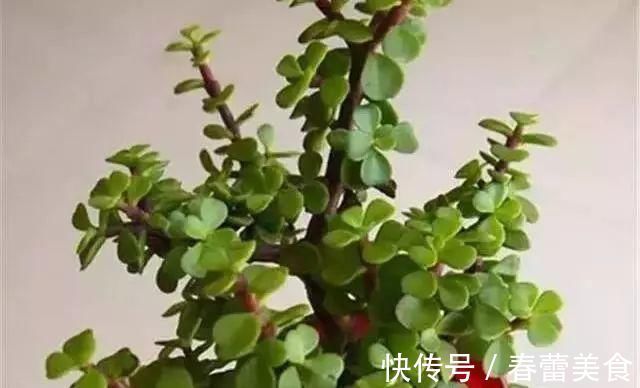 家人|最适合家人养的四种花，健康长寿又养心！