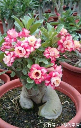 浇水|5种漂亮的耐旱花,30天不浇水照样生机勃勃,适合新手和懒人