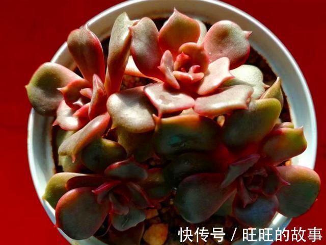 欧娜|十种多肉不但生命力顽强,还从没变丑过,让人怎能不爱