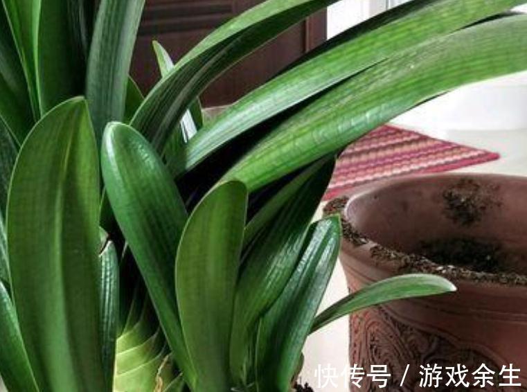 盆土板结怎么办,养花一定要有好土,你都了解过嘛