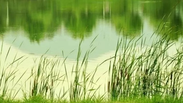 垂钓|野钓不用买饵料,这6种特效饵随处可得,几乎零成本,下钩就上鱼