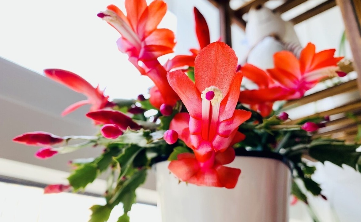 天气转暖,建议少买4种花,观花时间短不说,还难度夏