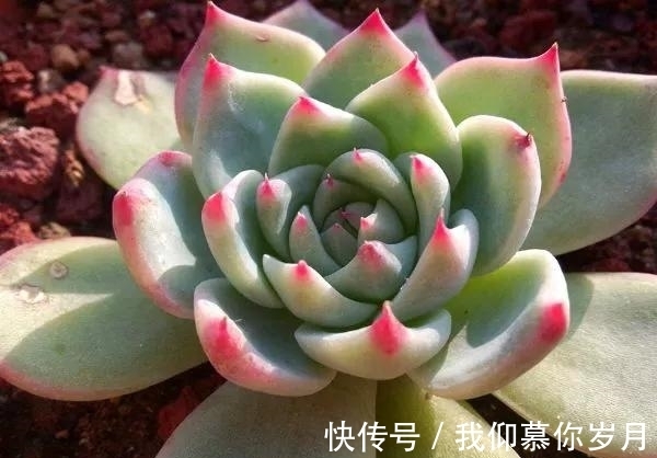 名字像娃娃,形态像莲花,堪称多肉中的“杨贵妃”,是哪种多肉呢