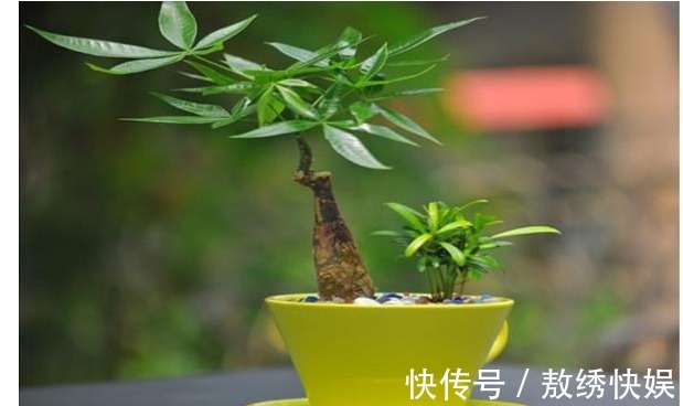 以下7种常养花施肥大全,告诫花友们一定不要在瞎施肥啦