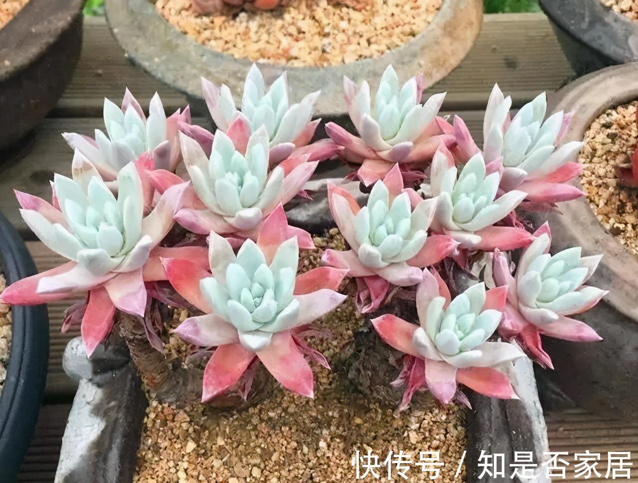 麦秆|三款按头卖的贵货多肉，美杜莎和白菊已经很亲民，麦秆还是天价