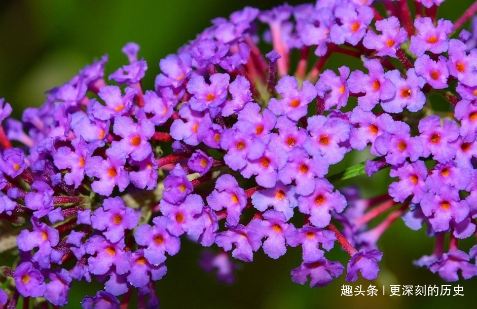 此花造型奇特色彩浓艳，给人一种活泼热闹的美感，象征着鸿运当头