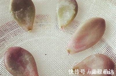 成功率|用这个方法繁殖多肉植物,发芽快,成功率高!想不爆盆都难!