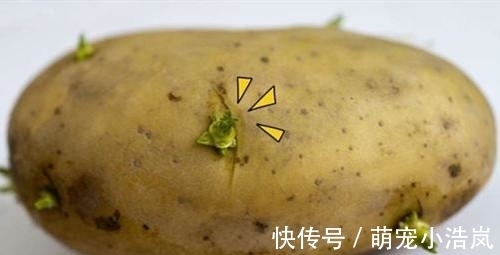 小苏打|发芽的土豆还能吃吗？原来这么多年我都误解了，记得告诉家里人