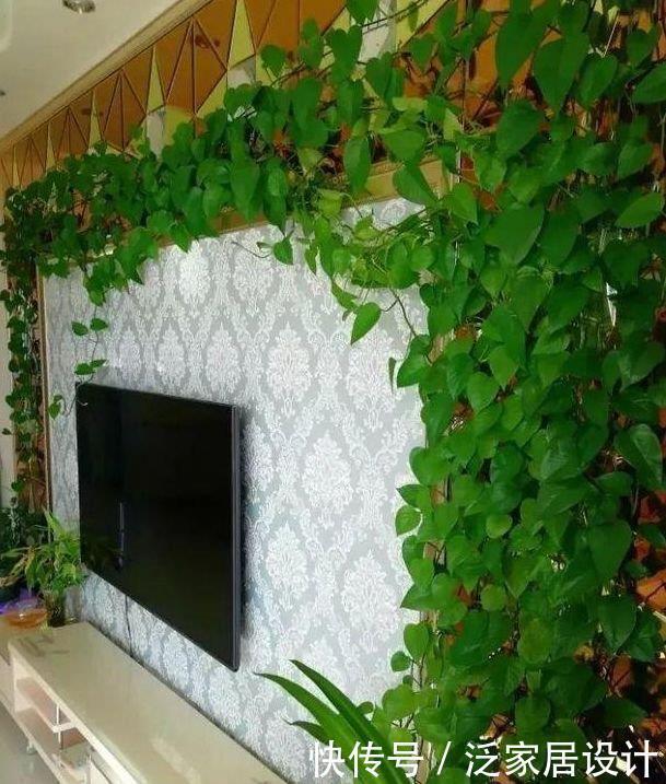 袖珍|4种花很耐养,沾土就能活,有阳光就爆盆,给点水就疯长