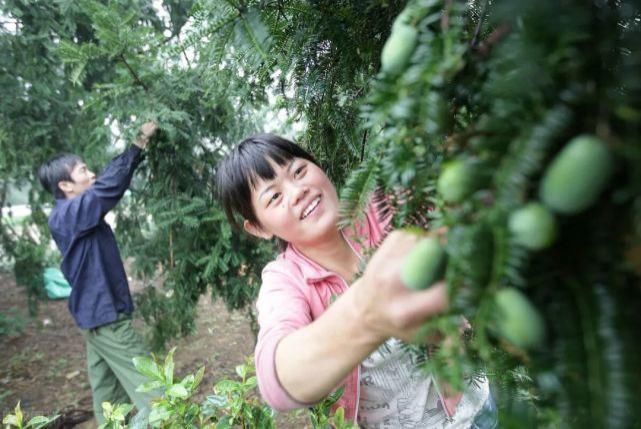  收购价|3年才成熟卖百元1斤，如今收购价却不足10元，农户不想摘了