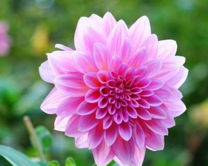 金弹子|阳台养这几朵花，花开不断，沾点水就疯长，开花勤还爱爆盆