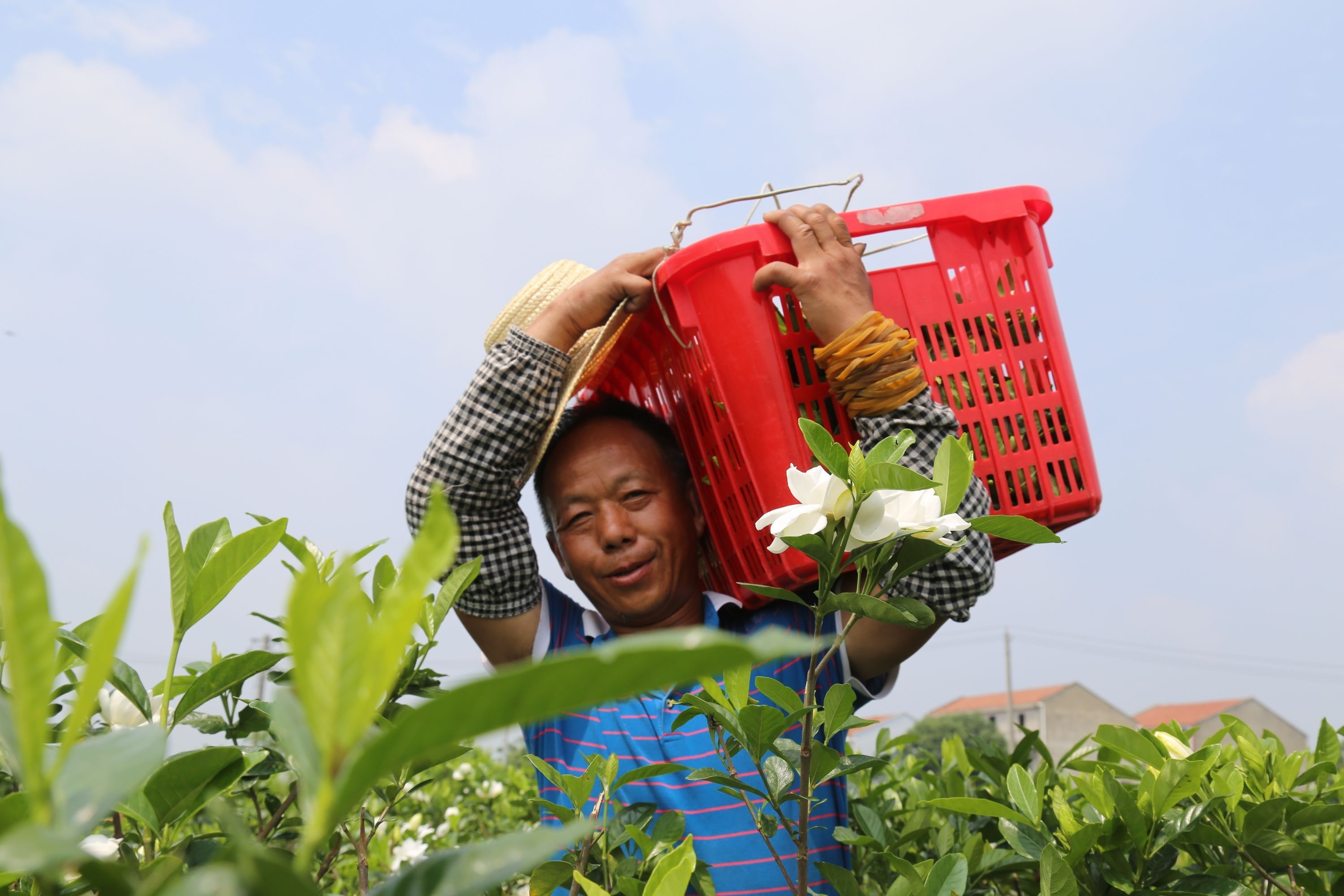 香飘|记者探访武汉“栀子花村”，期盼“快递进村”、市民游客来打卡，还想开发“栀子花文创”，让“花香产业”香飘更远