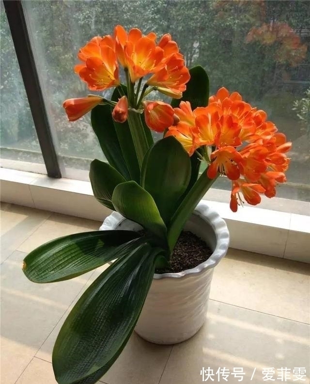 油渣|养护君子兰用些“大补肥”,不花钱,花卉也能长得“翠绿无比”