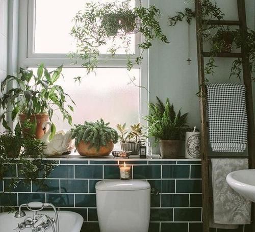 厕所里养花,把潮气毒气都吸走了,身体好皮肤好