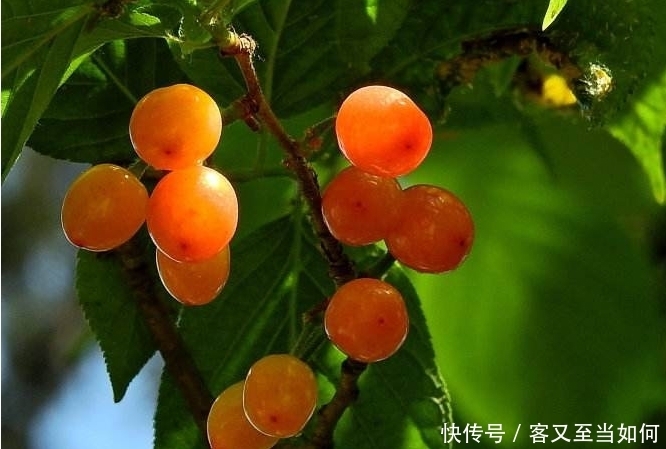 健脾祛湿|夏天这几种野菜，不仅可以滋阴补肾，还能健脾祛湿，你们知道吗