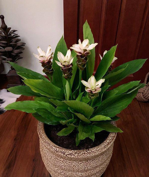 “4种花”是爆盆能手，好养易活，谁见了都想养，一开就美爆！