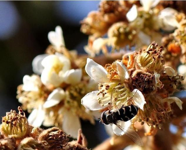枇杷花|受欢迎的是果实,岂不知花比它贵10倍,人称“软黄金”,值得关注