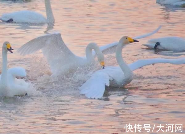 三门峡|开始约会吧！万只天鹅飞临三门峡，天鹅最佳观赏季到啦