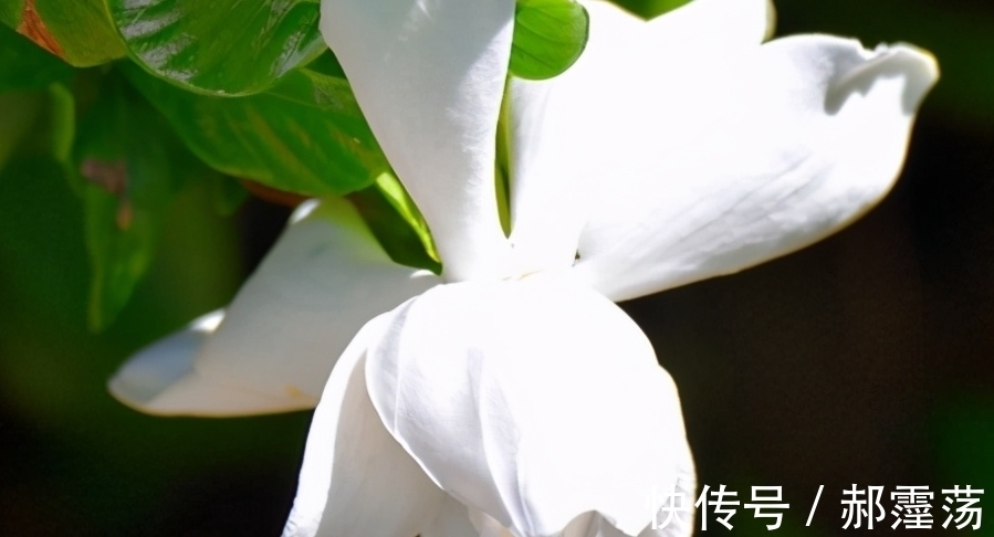 栀子花除了香，原来还有这种特殊用途