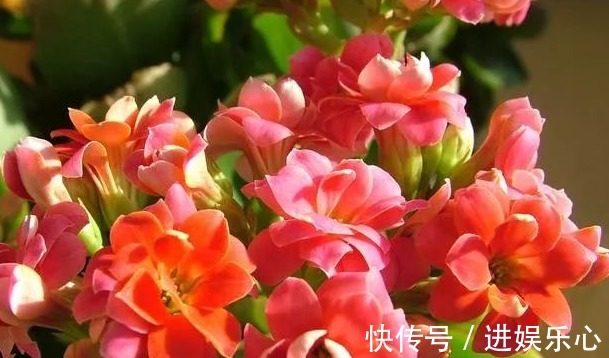 三角梅|细数花期超长的六种花卉,养护好就比“往年”开花多得多,美醉了