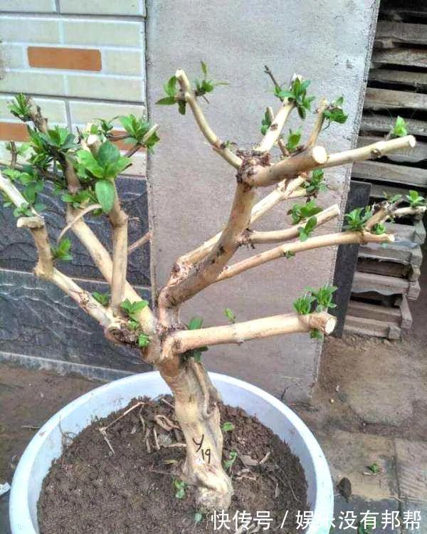 别犯傻买金银花盆景，压条3年成景、播种5年成景，实在太容易！