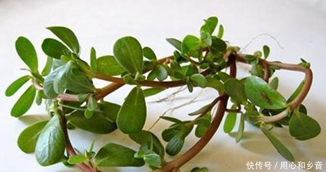 放入|当你遇到这道菜时,不要手软,一次性储存20斤,放入冰箱冷冻