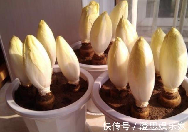 黄金菜|此种“废根”可以当盆栽,埋花盆里7天,长成“黄金菜”,1斤30元