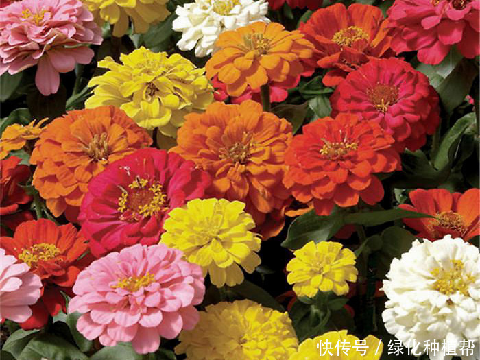 百日草代表“步步高升”，开花时间可达100天，生命力顽强