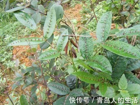 草藥|曾家喻戶曉的野草，全身是刺也是寶，只有老農認得！