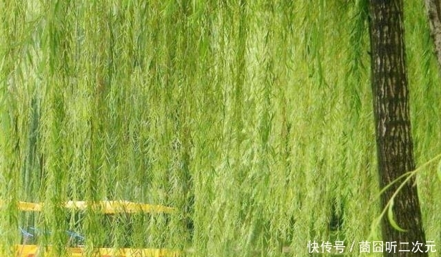  柳树|古代坟前有柳树的墓，为何盗墓贼见到赶快溜走？只因盗墓界有这1规定