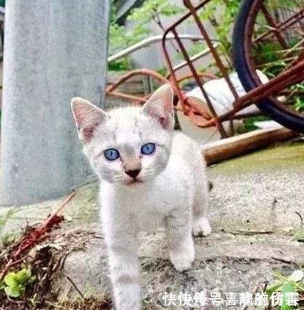 |开心一刻笑话:因为工作原因认识一漂亮妹子,发现她小腿特别的美