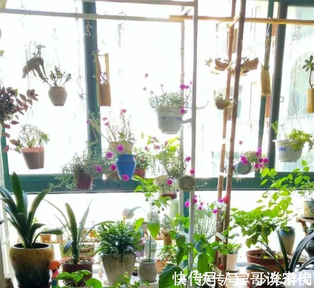 花园|养花技巧：客厅养一堆便宜花，一年四季开不停，没钱也能变花园！