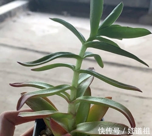 这些多肉养起来真麻烦,不勤修剪易徒长,新手要慎养!