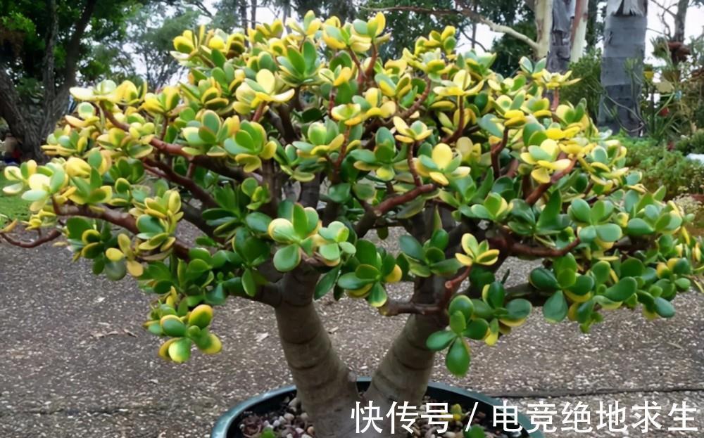 天冷后,9种花要“少水、断粮”,不然难过冬