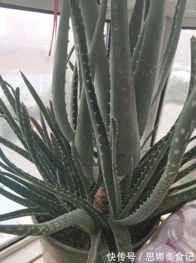 喜欢养花的女人,都应该养盆芦荟,美容养颜好处多