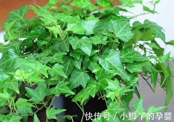 家里光线不好，养上3种耐阴花，空气清新，枝叶翠绿茂盛