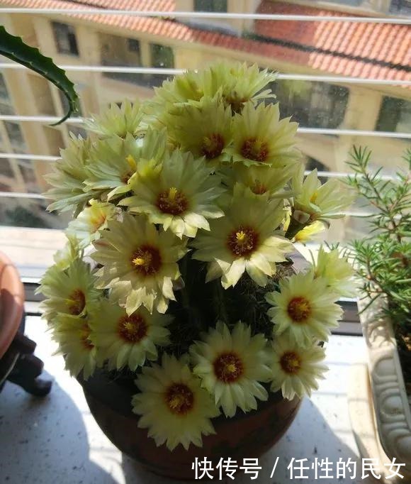 仙人球不开花,3个方面得改善,做好了以后花苞直冒,爆满盆