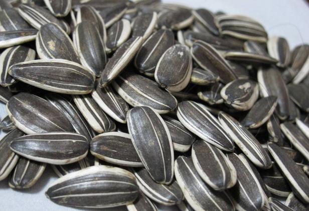 养多肉、蟹爪兰、君子兰,用它就能根固叶茂,远离烂根困扰